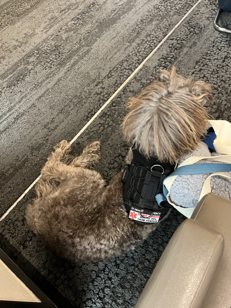 Photograph of Mocha, a brown standard poodle laying on an airport floor, next to a tote bag holding her dog bed.