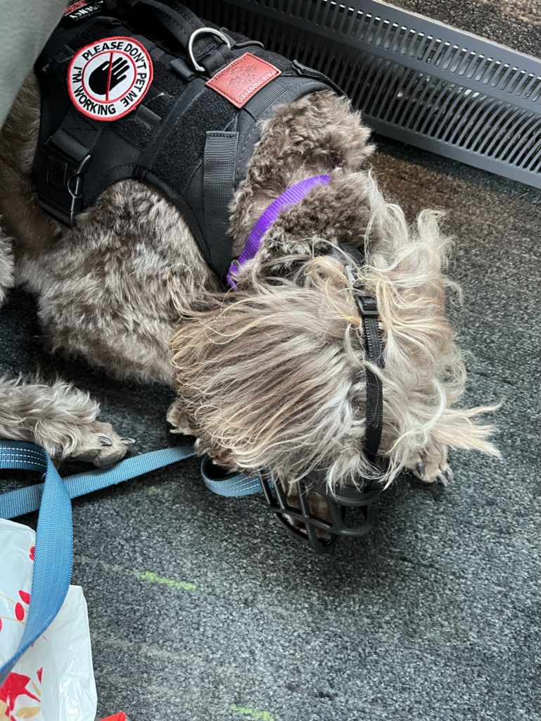 Standard poodle wearing a service dog vest and a muzzle.